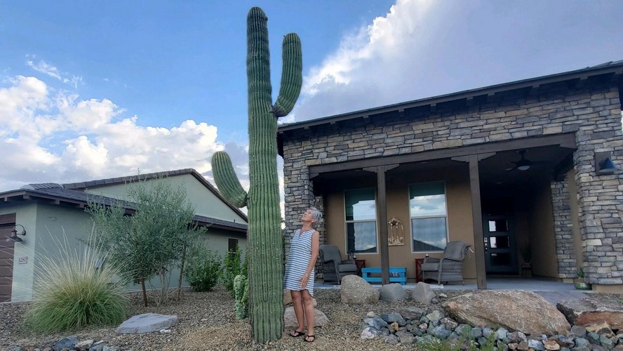 Saguaro Cactus Planted in front yard