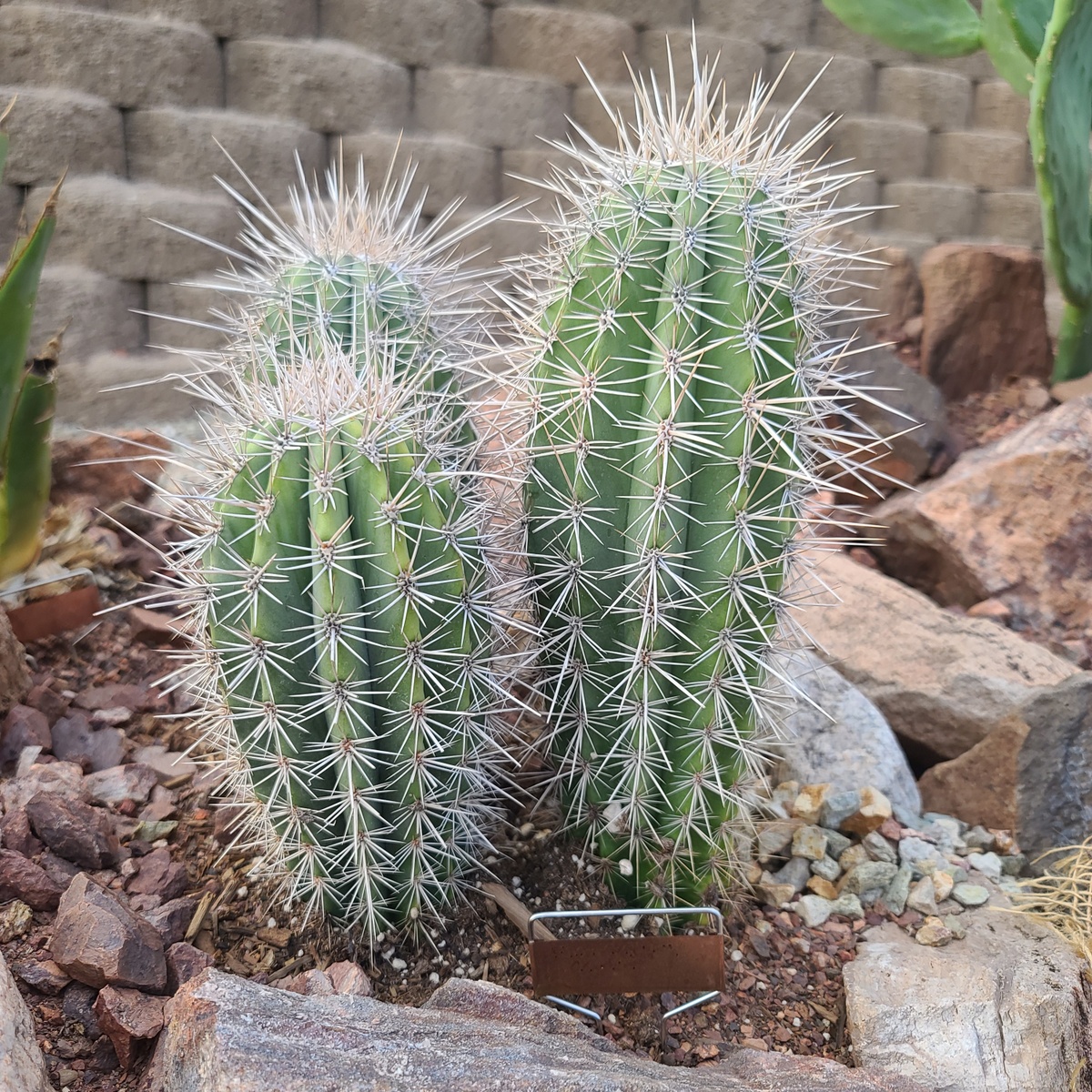 Cactus #49 False Saguaro - Pachycereus Pringlei - Life in the Wick