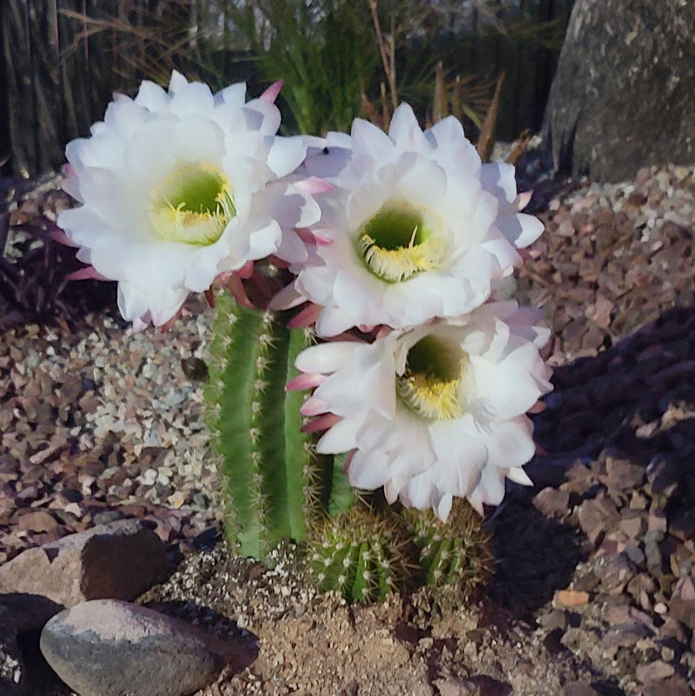 BC1--20210405-Cactus-Garden-Blooms-(1)-web